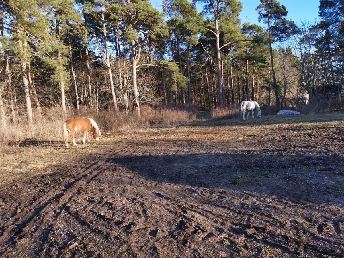 Gotland, Haestgard I Villa Stånga